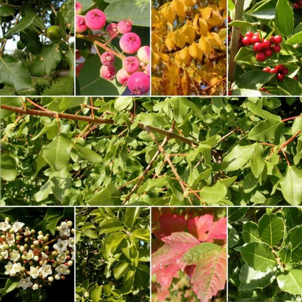 Kit Haie Plein Sud - 10 Jeunes Plants - 10 Jeunes Plants : Taille 20/40cm – Image 2