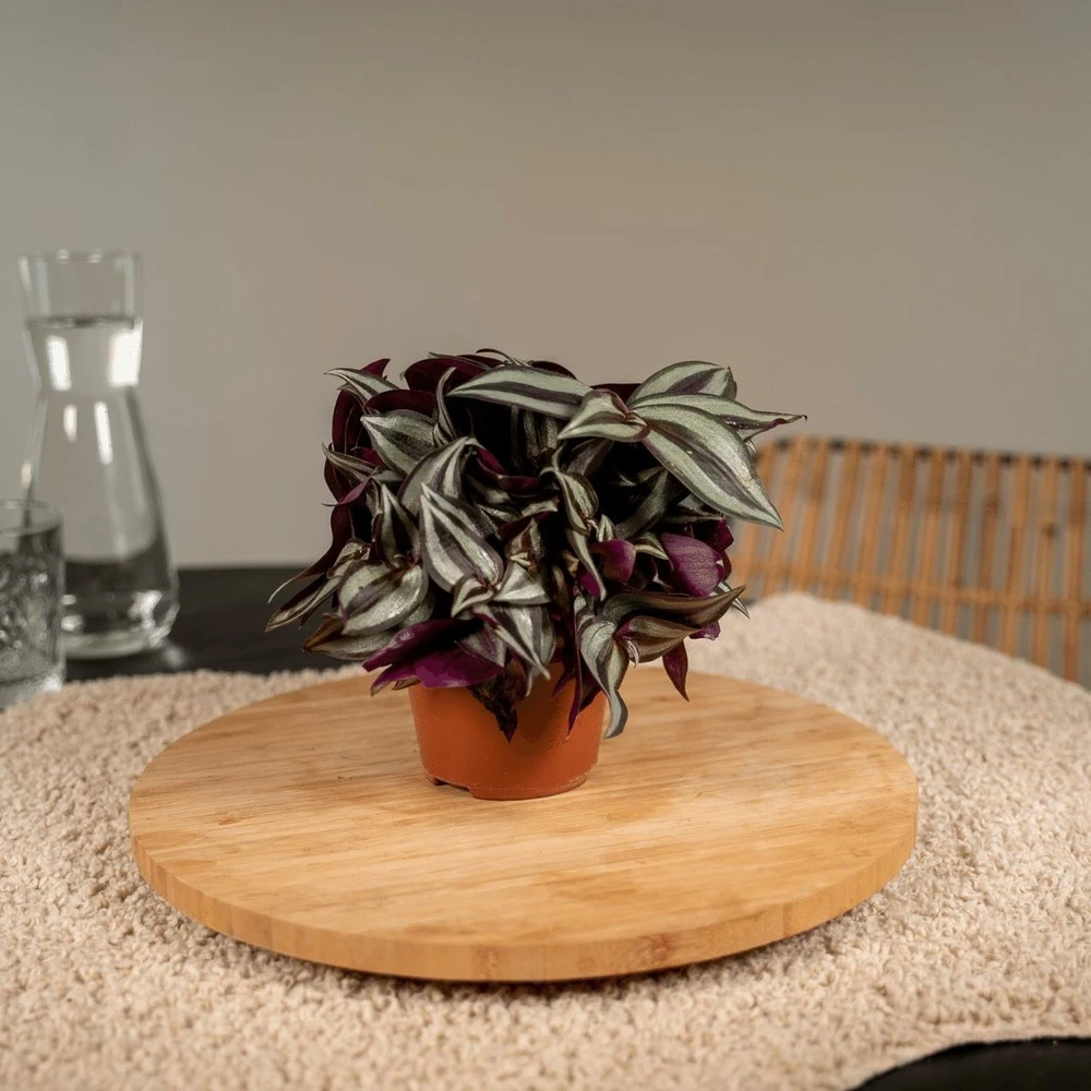 Box 6 Plantes D'intérieur - H20cm, ø12cm - Plantes D'intérieur – Image 2