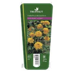 Soleil Vivace : Lot De 3 Godets