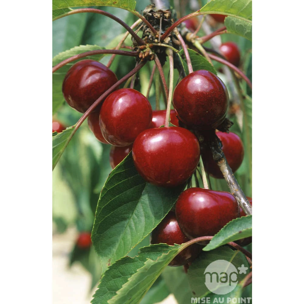 Cerisier Bigarreau Van : Gobelet 3 Ans D'âge Ctr 12 Litres – Image 3