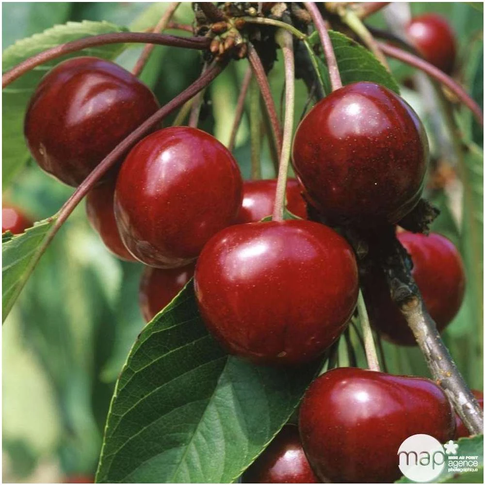 Cerisier Bigarreau Van : Gobelet 3 Ans D'âge Ctr 12 Litres – Image 2