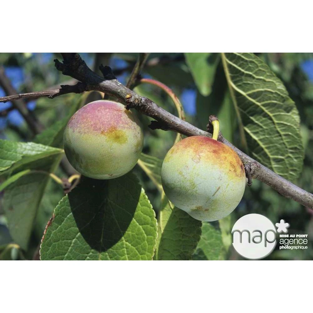 Prunier Reine Claude De Bavay : ½ Tige, 4-5 Ans, H 170-180 Cm – Image 3