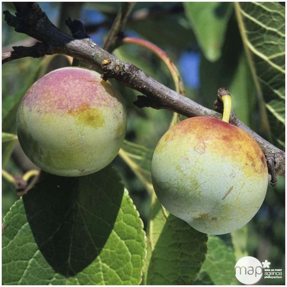 Prunier Reine Claude De Bavay : ½ Tige, 4-5 Ans, H 170-180 Cm – Image 4