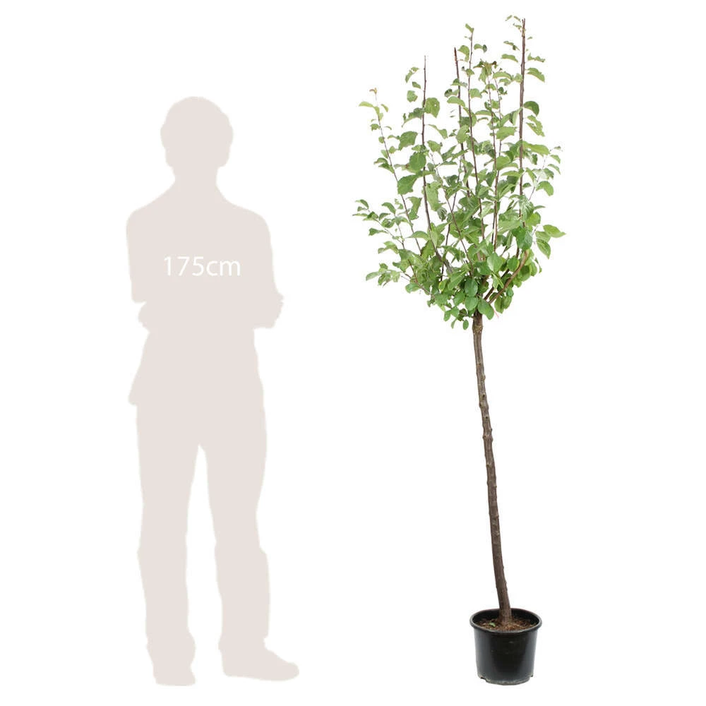 Prunier Reine Claude De Bavay : ½ Tige, 4-5 Ans, H 170-180 Cm – Image 2