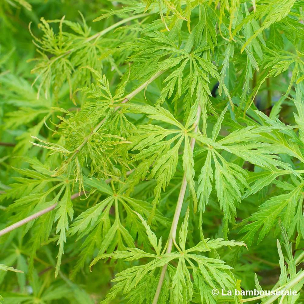 Acer Palmatum 'Seiryu' :C7L H60/80cm – Image 2