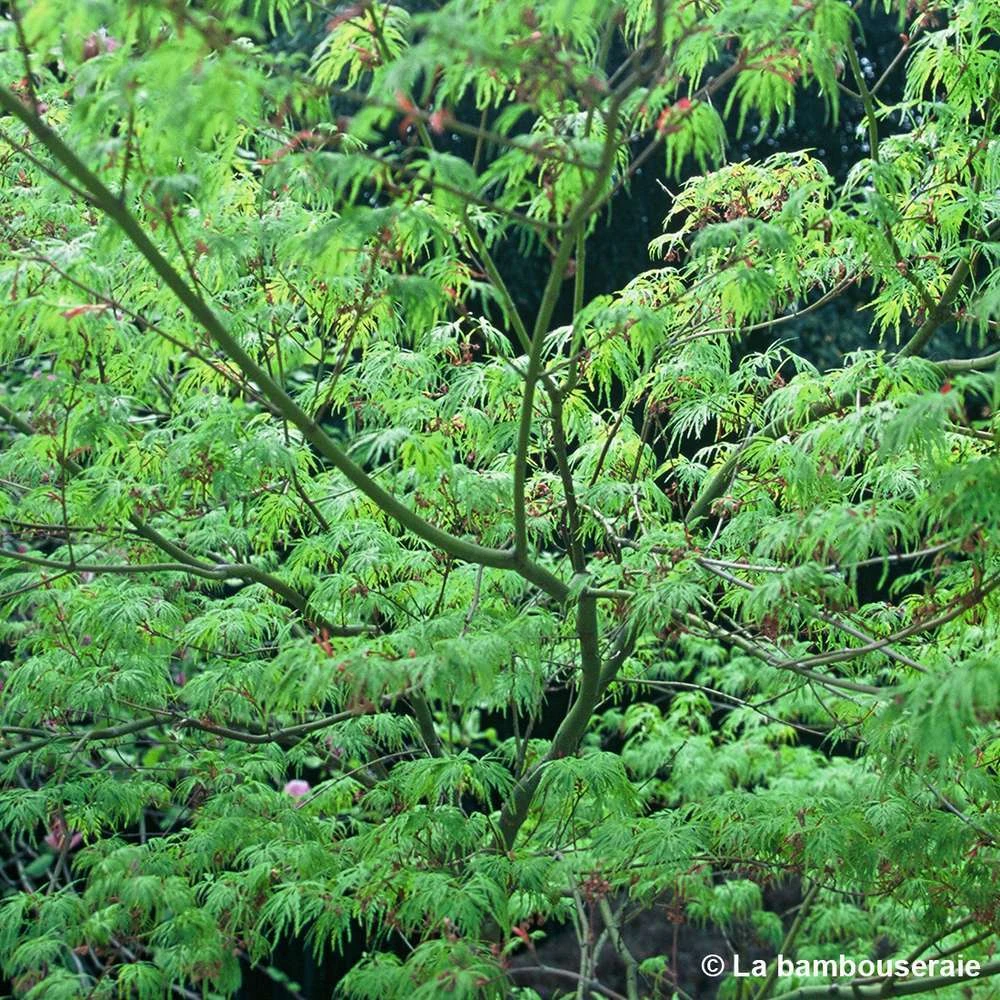 Acer Palmatum 'Seiryu' :C7L H60/80cm – Image 4