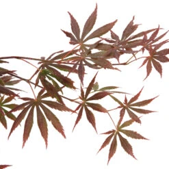 Acer Palmatum Trompenburg :C3L H.40/60cm