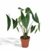 Alocasia Zebrina - H75cm, ø19cm - Grande Plante D'intérieur