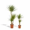 Dracaena Duo De Plantes - Plantes D'intérieur