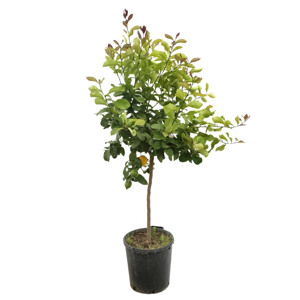 Citronnier 4 Saisons H.140/160cm : C35L – Image 2