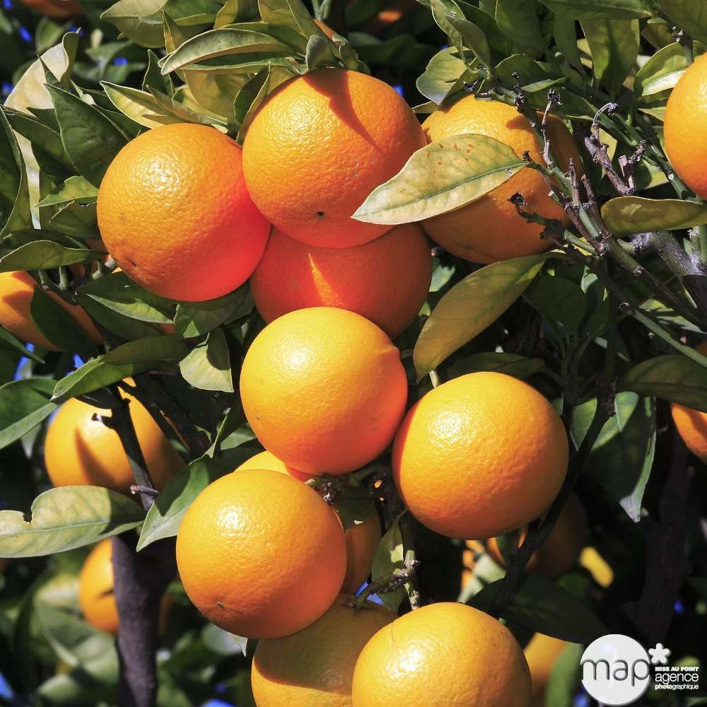 Oranger : H.140/160cm C35L – Image 2