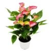 Fleur Flamant Rose - Anthurium Andreanum - Anthurium - Pot 14cm - Fleurs Multicolores - Livium