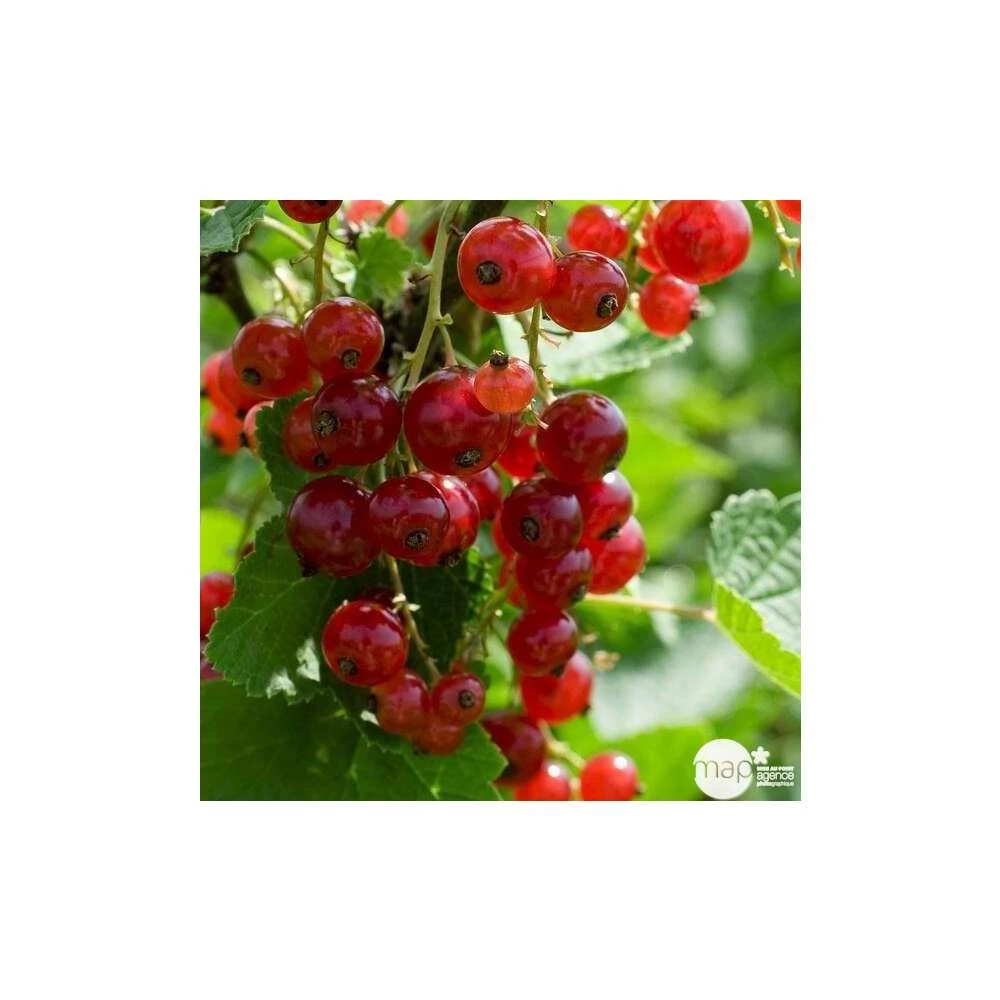 Groseillier à Grappes 'Jonkheer Van Tets' Bio: Pot 1,5 Litres – Image 2