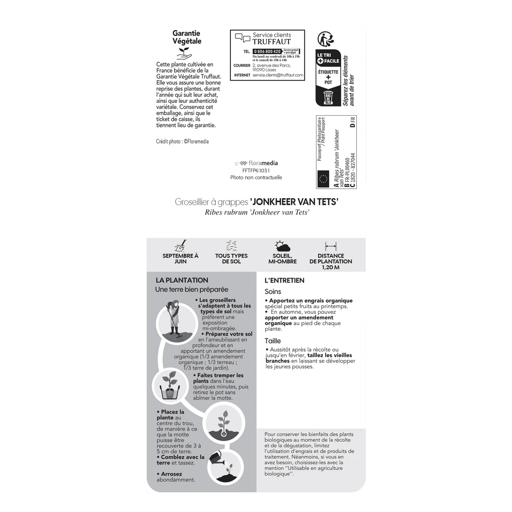 Groseillier à Grappes 'Jonkheer Van Tets' Bio: Pot 1,5 Litres – Image 5