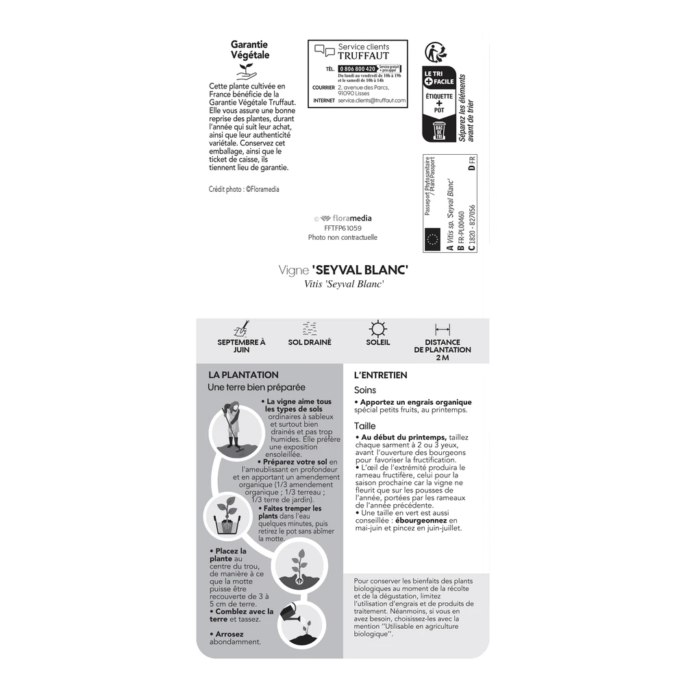 Vigne 'Seyval Blanc' AB - Pot 1,5 L – Image 4