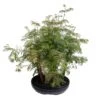 Bonsaï D'extérieur Avec Soucoupe, 10/12 Ans