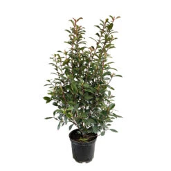 Photinia "Carré Rouge" Pot 10L 1/125