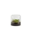 TERRA MIA S SUCCULENTE-(884076)