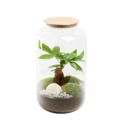 TERRA BONBONNE M PACHIRA-(884094)