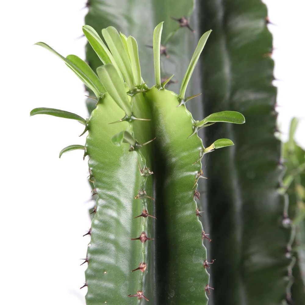 Euphorbe Erythrea : Pot Ø27 Cm – Image 2