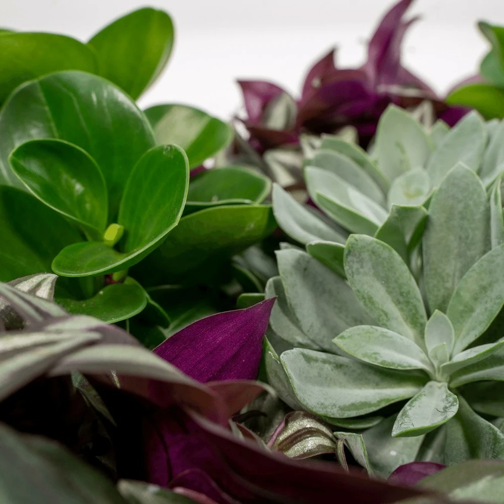 Box 6 Plantes D'intérieur - H20cm, ø12cm - Plantes D'intérieur – Image 3