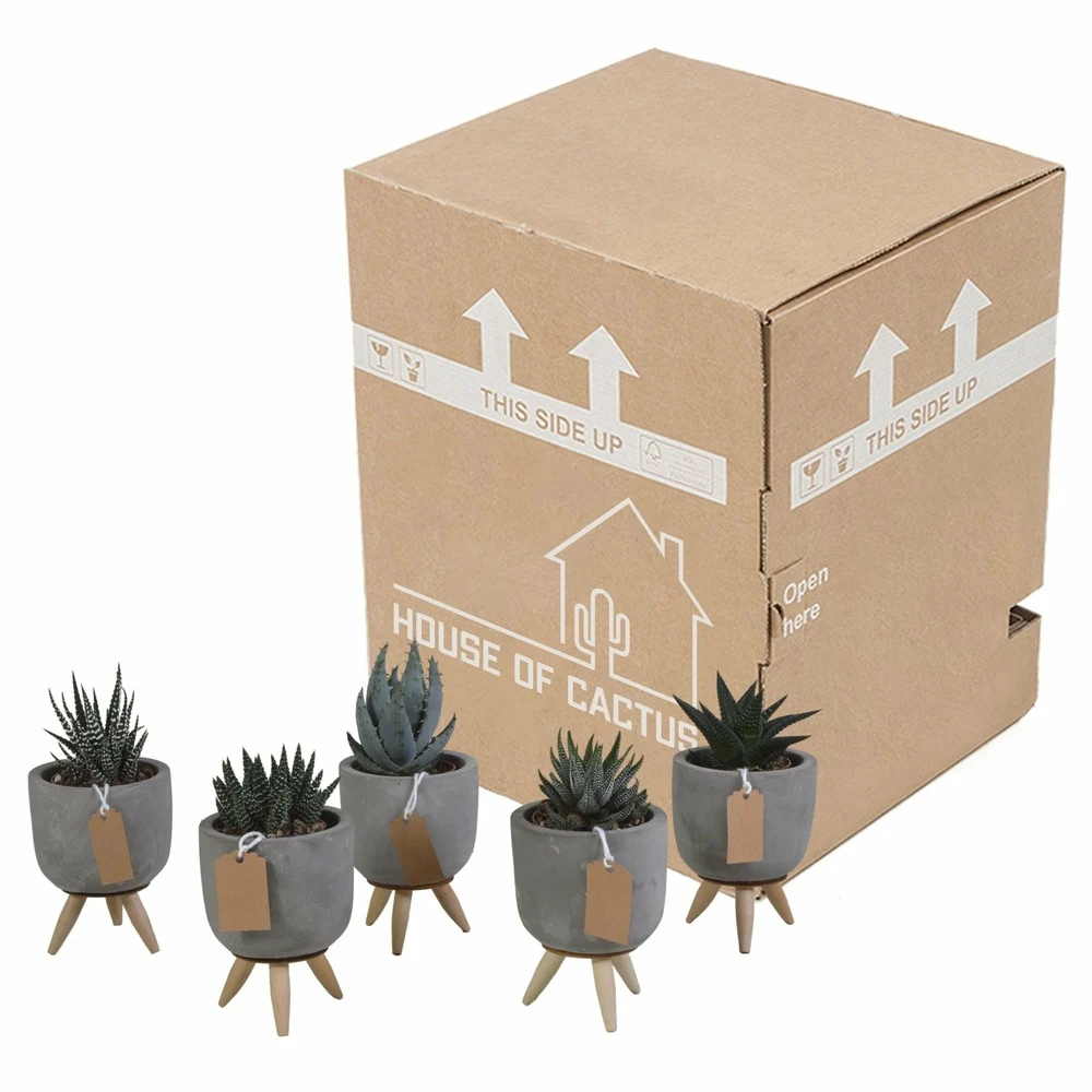 Gasteria, Haworthia Et Leurs Caches-pots, Box De 5 Plantes - H11cm, ø6,5cm - Plantes D'intérieur – Image 3