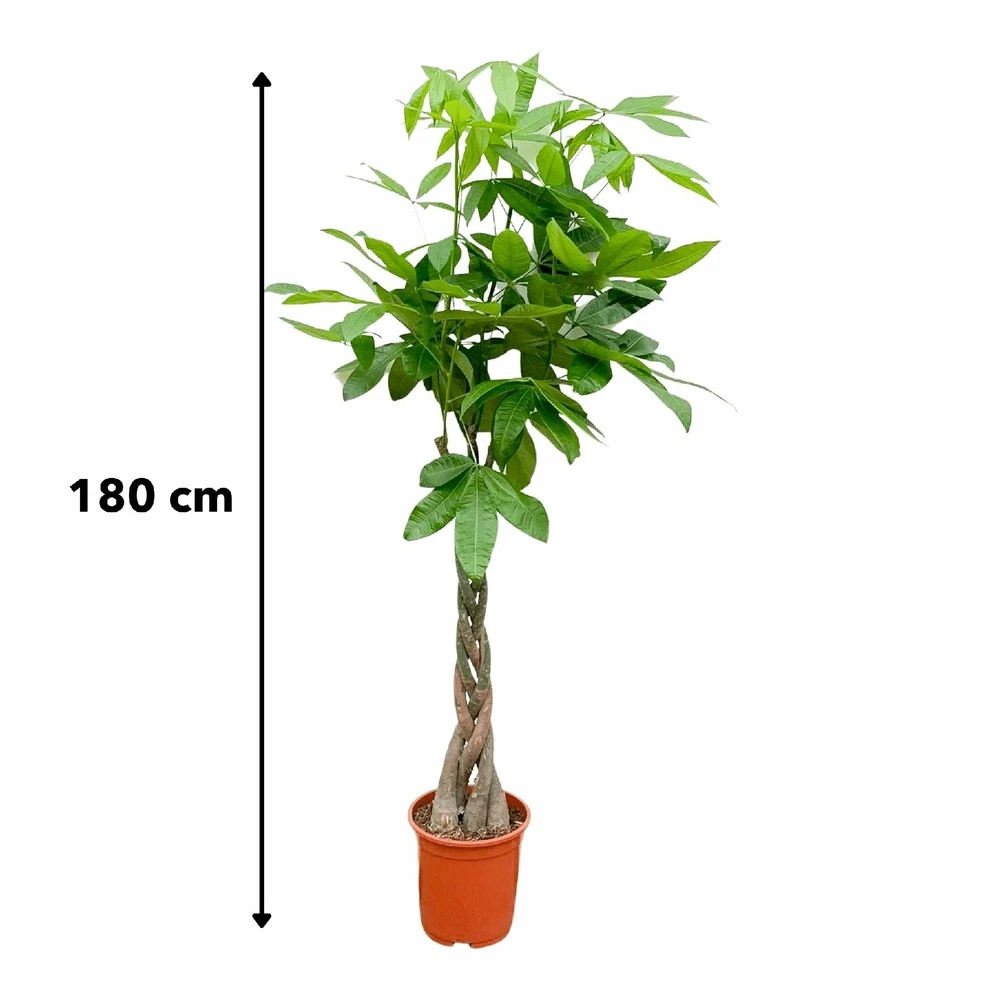Pachira Aquatica - H150cm, ø30cm - Très Grande Plante D'intérieur – Image 5